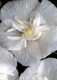 Hibiscus syriacus 'White Chiffon'